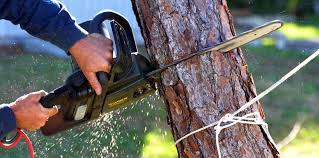 How Our Tree Care Process Works  in  Ashland City, TN