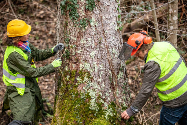 Best Tree Risk Assessment  in Ashland City, TN